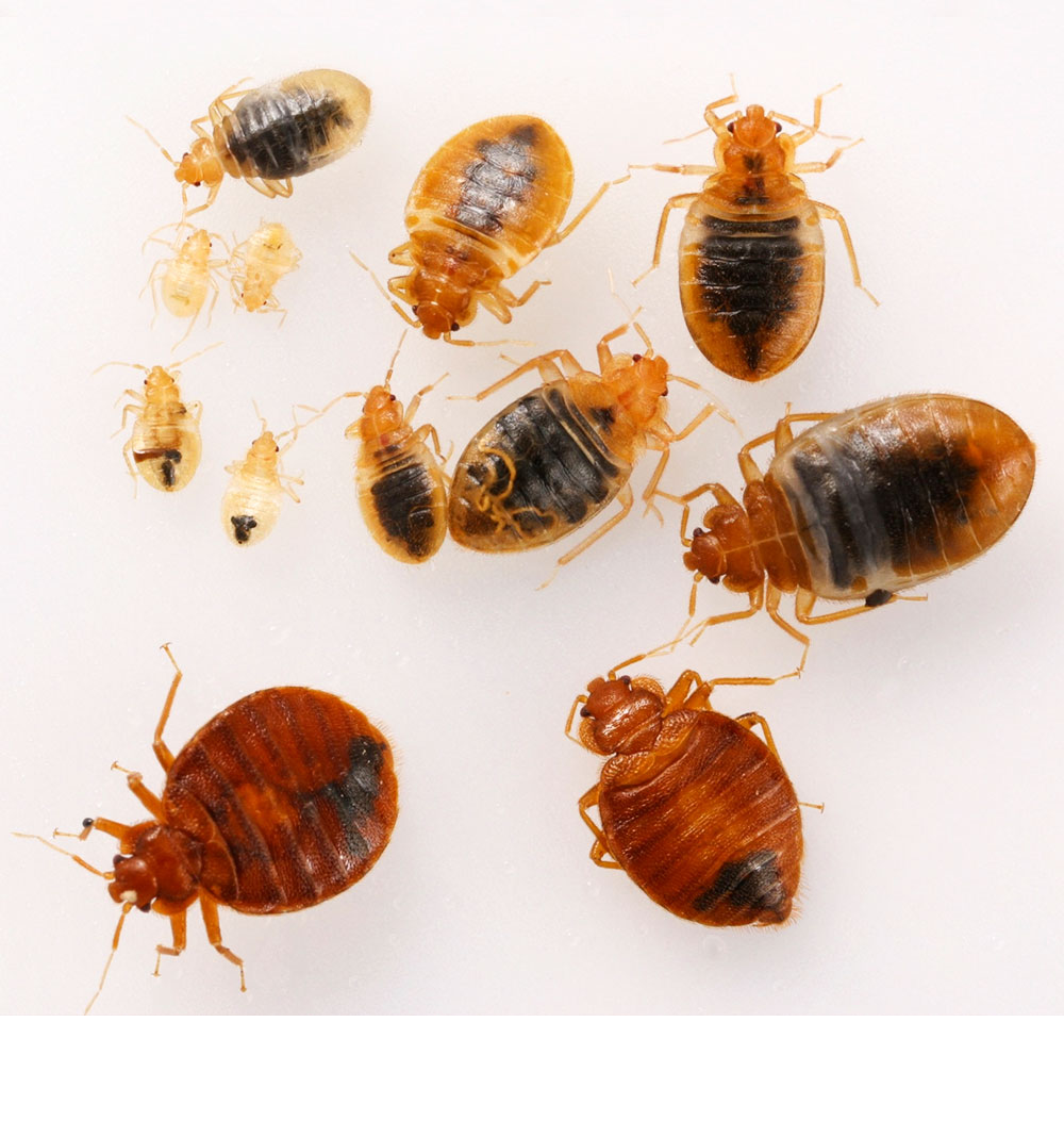 Tahta kurusu ilaçlama